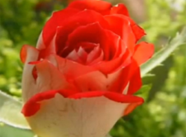 שלום לך ארץ נהדרת בביצוע של יהורם גאון שירים ליום העצמאות