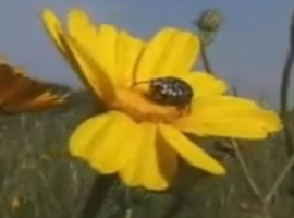 יהורם גאון ומקהלה שרים שירי פסח - אחד מי יודע