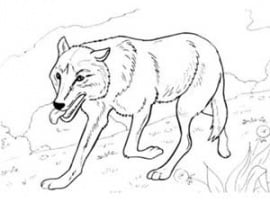 דף צביעה לילדים של זאב